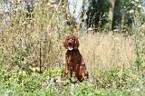 SETTER IRLANDAIS 091